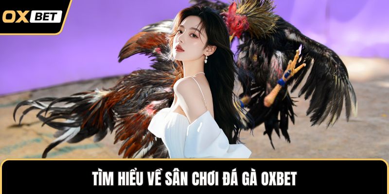 Tìm hiểu về sân chơi đá gà OXBET